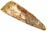 Fossil Spinosaurus Tooth - Real Dinosaur Tooth #322240-1